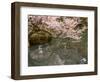 Cherry Blossom, Kenrokuen Garden, Kanazawa City, Ishigawa Prefecture, Honshu Island, Japan-Christian Kober-Framed Photographic Print