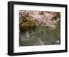 Cherry Blossom, Kenrokuen Garden, Kanazawa City, Ishigawa Prefecture, Honshu Island, Japan-Christian Kober-Framed Photographic Print