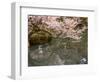 Cherry Blossom, Kenrokuen Garden, Kanazawa City, Ishigawa Prefecture, Honshu Island, Japan-Christian Kober-Framed Photographic Print