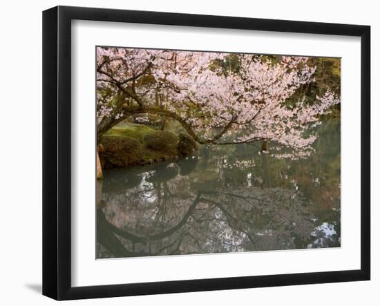 Cherry Blossom, Kenrokuen Garden, Kanazawa City, Ishigawa Prefecture, Honshu Island, Japan-Christian Kober-Framed Photographic Print