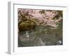 Cherry Blossom, Kenrokuen Garden, Kanazawa City, Ishigawa Prefecture, Honshu Island, Japan-Christian Kober-Framed Photographic Print