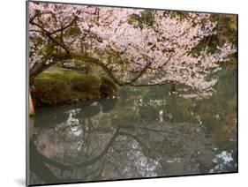 Cherry Blossom, Kenrokuen Garden, Kanazawa City, Ishigawa Prefecture, Honshu Island, Japan-Christian Kober-Mounted Photographic Print
