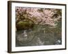 Cherry Blossom, Kenrokuen Garden, Kanazawa City, Ishigawa Prefecture, Honshu Island, Japan-Christian Kober-Framed Photographic Print