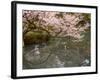 Cherry Blossom, Kenrokuen Garden, Kanazawa City, Ishigawa Prefecture, Honshu Island, Japan-Christian Kober-Framed Photographic Print
