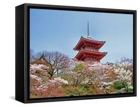 Cherry Blossom, Kyoto, Japan-Shin Terada-Framed Stretched Canvas