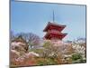 Cherry Blossom, Kyoto, Japan-Shin Terada-Mounted Photographic Print