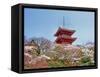 Cherry Blossom, Kyoto, Japan-Shin Terada-Framed Stretched Canvas