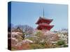 Cherry Blossom, Kyoto, Japan-Shin Terada-Stretched Canvas