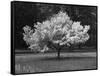 Cherry Blossom, Michigan 04-Monte Nagler-Framed Stretched Canvas