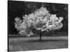Cherry Blossom, Michigan 04-Monte Nagler-Stretched Canvas