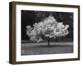 Cherry Blossom, Michigan 04-Monte Nagler-Framed Photographic Print