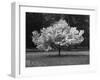 Cherry Blossom, Michigan 04-Monte Nagler-Framed Photographic Print