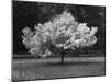 Cherry Blossom, Michigan 04-Monte Nagler-Mounted Photographic Print