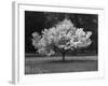 Cherry Blossom, Michigan 04-Monte Nagler-Framed Photographic Print