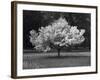 Cherry Blossom, Michigan 04-Monte Nagler-Framed Photographic Print