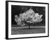 Cherry Blossom, Michigan 04-Monte Nagler-Framed Photographic Print