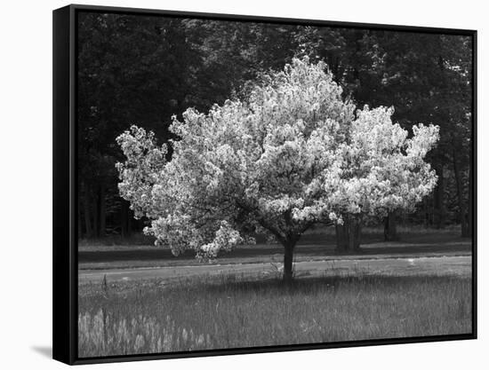 Cherry Blossom, Michigan 04-Monte Nagler-Framed Stretched Canvas