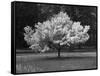 Cherry Blossom, Michigan 04-Monte Nagler-Framed Stretched Canvas