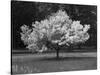 Cherry Blossom, Michigan 04-Monte Nagler-Stretched Canvas