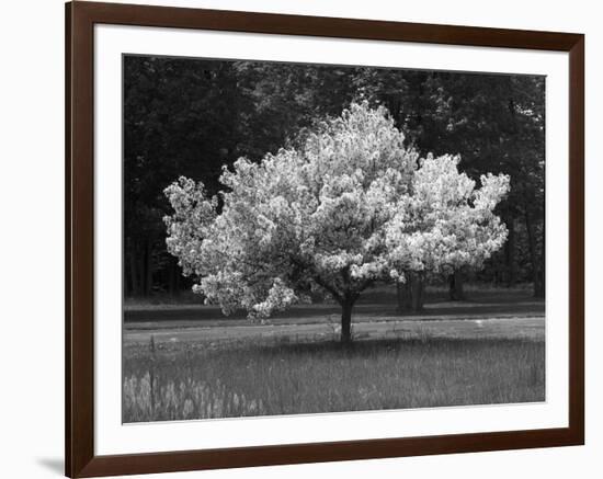 Cherry Blossom, Michigan 04-Monte Nagler-Framed Photographic Print