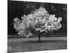 Cherry Blossom, Michigan 04-Monte Nagler-Mounted Photographic Print