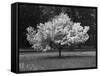 Cherry Blossom, Michigan 04-Monte Nagler-Framed Stretched Canvas