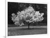 Cherry Blossom, Michigan 04-Monte Nagler-Framed Photographic Print
