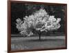 Cherry Blossom, Michigan 04-Monte Nagler-Framed Photographic Print