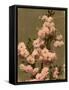 Cherry Blossom on a Branch-null-Framed Stretched Canvas