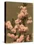 Cherry Blossom on a Branch-null-Stretched Canvas