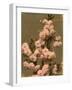 Cherry Blossom on a Branch-null-Framed Photographic Print