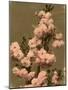 Cherry Blossom on a Branch-null-Mounted Photographic Print
