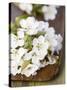 Cherry Blossom on a Wooden Board-Sara Deluca-Stretched Canvas