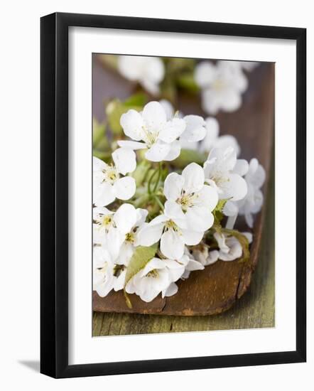 Cherry Blossom on a Wooden Board-Sara Deluca-Framed Photographic Print
