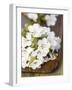 Cherry Blossom on a Wooden Board-Sara Deluca-Framed Photographic Print