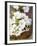 Cherry Blossom on a Wooden Board-Sara Deluca-Framed Photographic Print