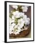Cherry Blossom on a Wooden Board-Sara Deluca-Framed Photographic Print