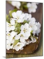 Cherry Blossom on a Wooden Board-Sara Deluca-Mounted Photographic Print