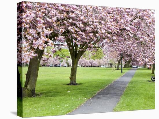 Cherry Blossom on the Stray in Spring, Harrogate, North Yorkshire, Yorkshire, England, UK, Europe-Mark Sunderland-Stretched Canvas