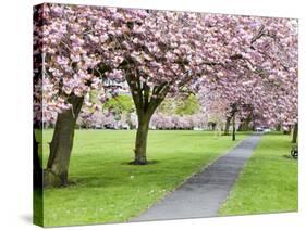 Cherry Blossom on the Stray in Spring, Harrogate, North Yorkshire, Yorkshire, England, UK, Europe-Mark Sunderland-Stretched Canvas