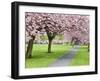 Cherry Blossom on the Stray in Spring, Harrogate, North Yorkshire, Yorkshire, England, UK, Europe-Mark Sunderland-Framed Photographic Print