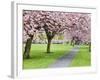 Cherry Blossom on the Stray in Spring, Harrogate, North Yorkshire, Yorkshire, England, UK, Europe-Mark Sunderland-Framed Photographic Print