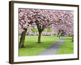 Cherry Blossom on the Stray in Spring, Harrogate, North Yorkshire, Yorkshire, England, UK, Europe-Mark Sunderland-Framed Photographic Print