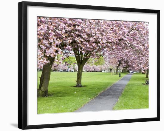 Cherry Blossom on the Stray in Spring, Harrogate, North Yorkshire, Yorkshire, England, UK, Europe-Mark Sunderland-Framed Photographic Print