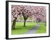 Cherry Blossom on the Stray in Spring, Harrogate, North Yorkshire, Yorkshire, England, UK, Europe-Mark Sunderland-Framed Photographic Print