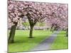 Cherry Blossom on the Stray in Spring, Harrogate, North Yorkshire, Yorkshire, England, UK, Europe-Mark Sunderland-Mounted Photographic Print