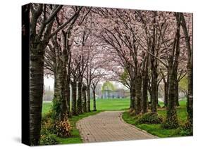 Cherry Blossom Path-Chuck Burdick-Stretched Canvas