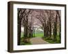 Cherry Blossom Path-Chuck Burdick-Framed Photographic Print