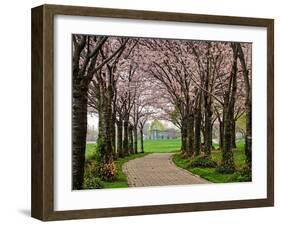 Cherry Blossom Path-Chuck Burdick-Framed Photographic Print