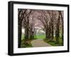 Cherry Blossom Path-Chuck Burdick-Framed Photographic Print